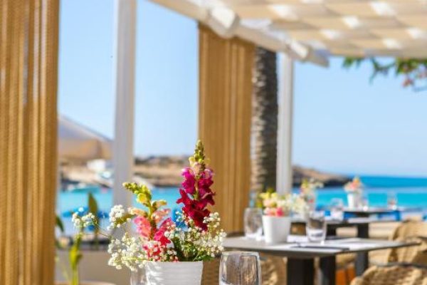 Terras van Pavlo Napa Beach